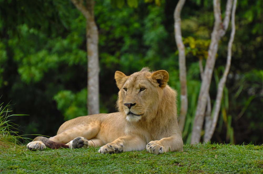 Buenos Aires Temaikèn Park Zoo Tour